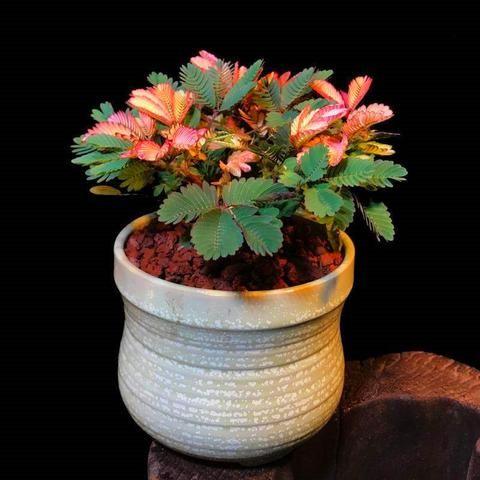 PISANA SEMENA MIMOZE-SI