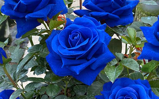 💙NASIONA RÓŻY BLUE ENCHANTRESS✨