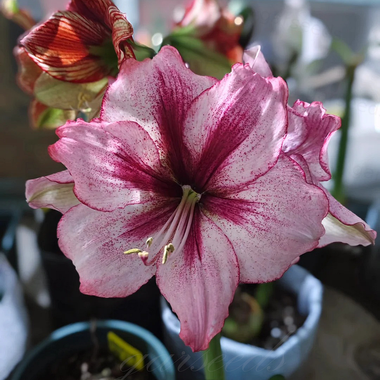 Луковици на двуцветни амарилиси🌼