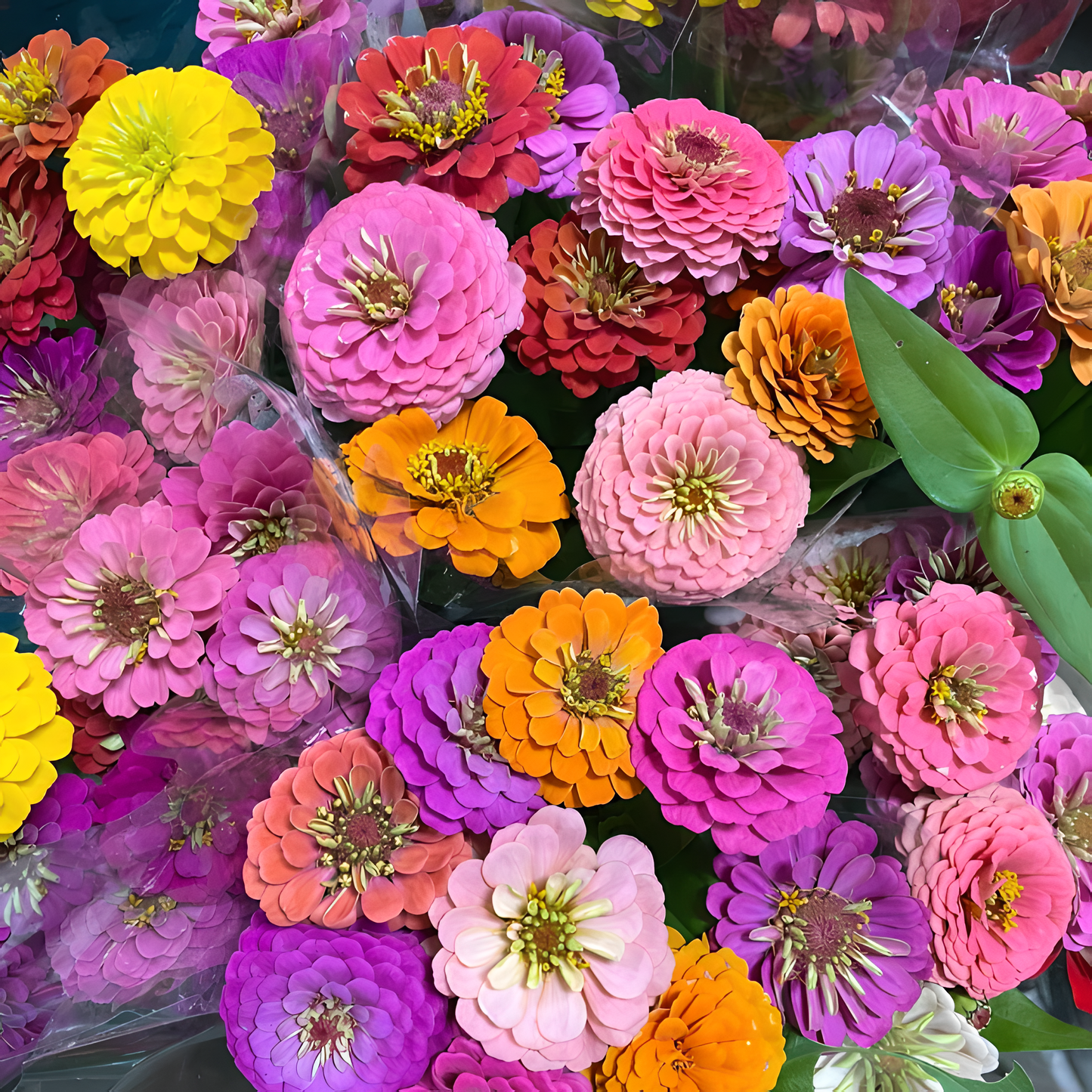 🌺Dvojna semena cinije v mešanih barvah