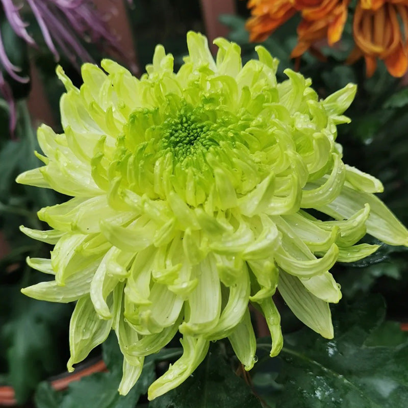 🌺Цвете на елегантността🌼Семена от гигантска хризантема