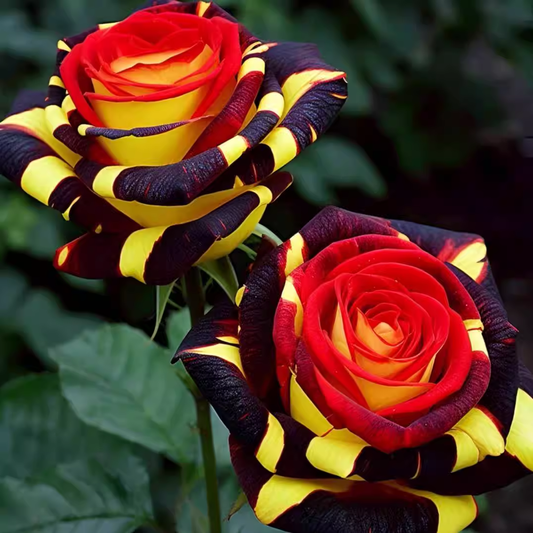 Рядка роза „Жар птица“ - Love Flower