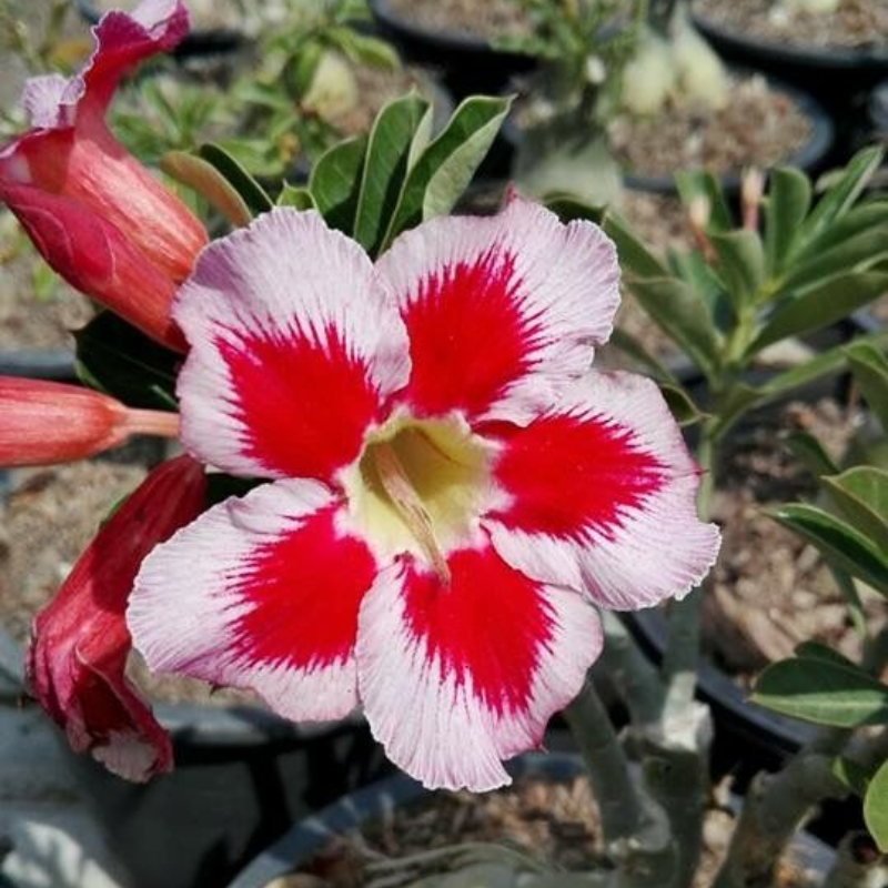 🎁Lukovice pustinjske ruže🌵Vrlo jednostavne za njegu! 🌸Lukovice Adenium Obesum-HR