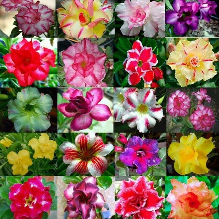 🎁Lukovice pustinjske ruže🌵Vrlo jednostavne za njegu! 🌸Lukovice Adenium Obesum-HR
