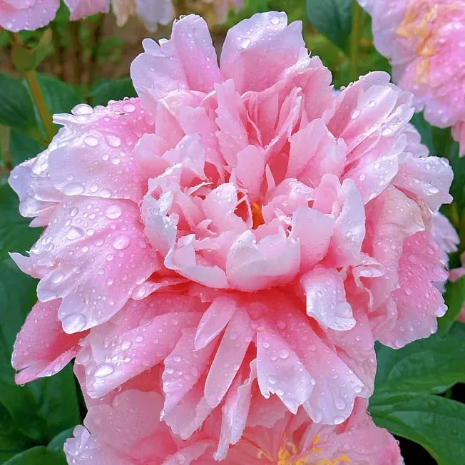 🔥ÚLTIMO DÍA 45% DE DESCUENTO🌺REINA DE LAS FLORES - DOBLE ESPUMA-ES