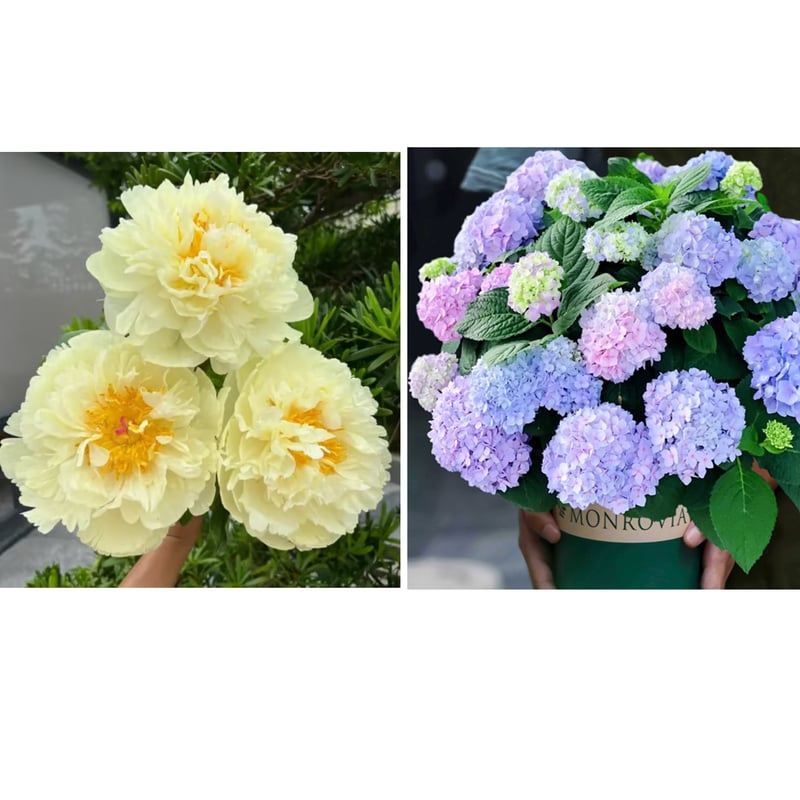 🔥ÚLTIMO DÍA 45% DE DESCUENTO🌺REINA DE LAS FLORES - DOBLE ESPUMA-ES
