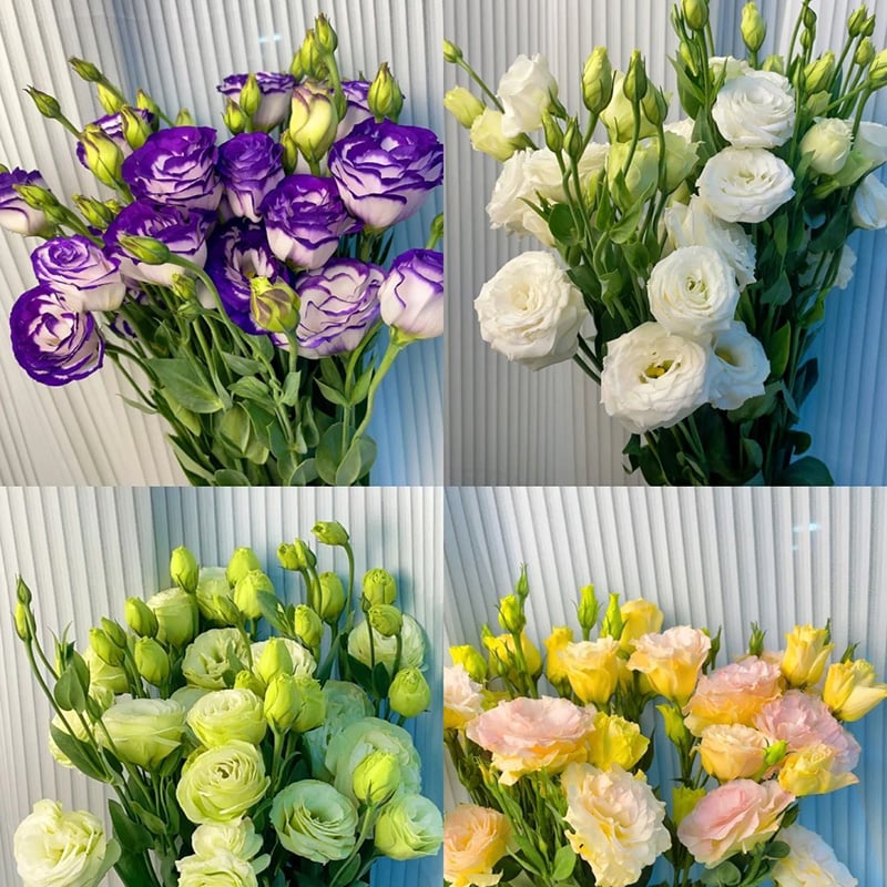 🔥Viimane müügipäev💝Eustoma Thornless Rose💐Lisianthus Seeds-EE