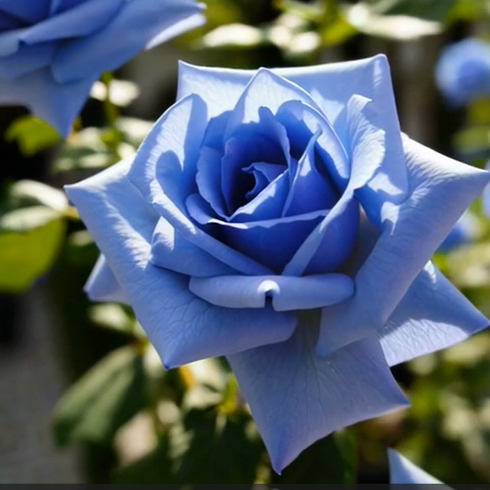 💙СЕМЕНА ОТ РОЗА BLUE ECHANTRESS✨