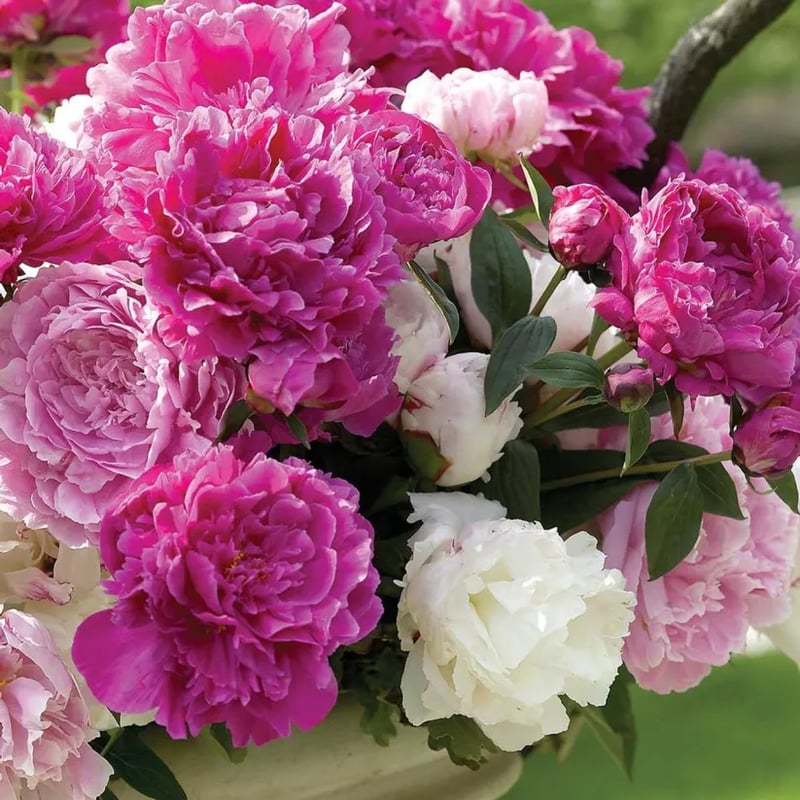 🔥ÚLTIMO DÍA 45% DE DESCUENTO🌺REINA DE LAS FLORES - DOBLE ESPUMA-ES