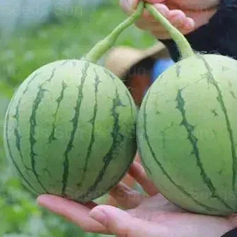 🍉Раннопролетен червен нефрит – сладка диня, която ще зарадва цялото семейство