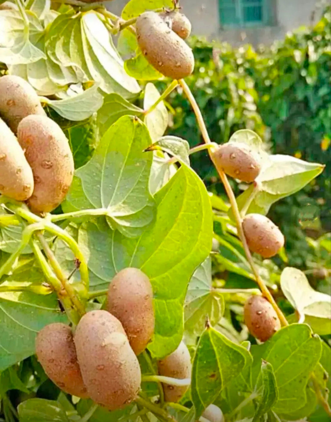 🔥Semená zemiakov rastúce na stromoch🥔Lenivé semená-sk