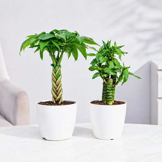 Duo prosperity Vastu-SK