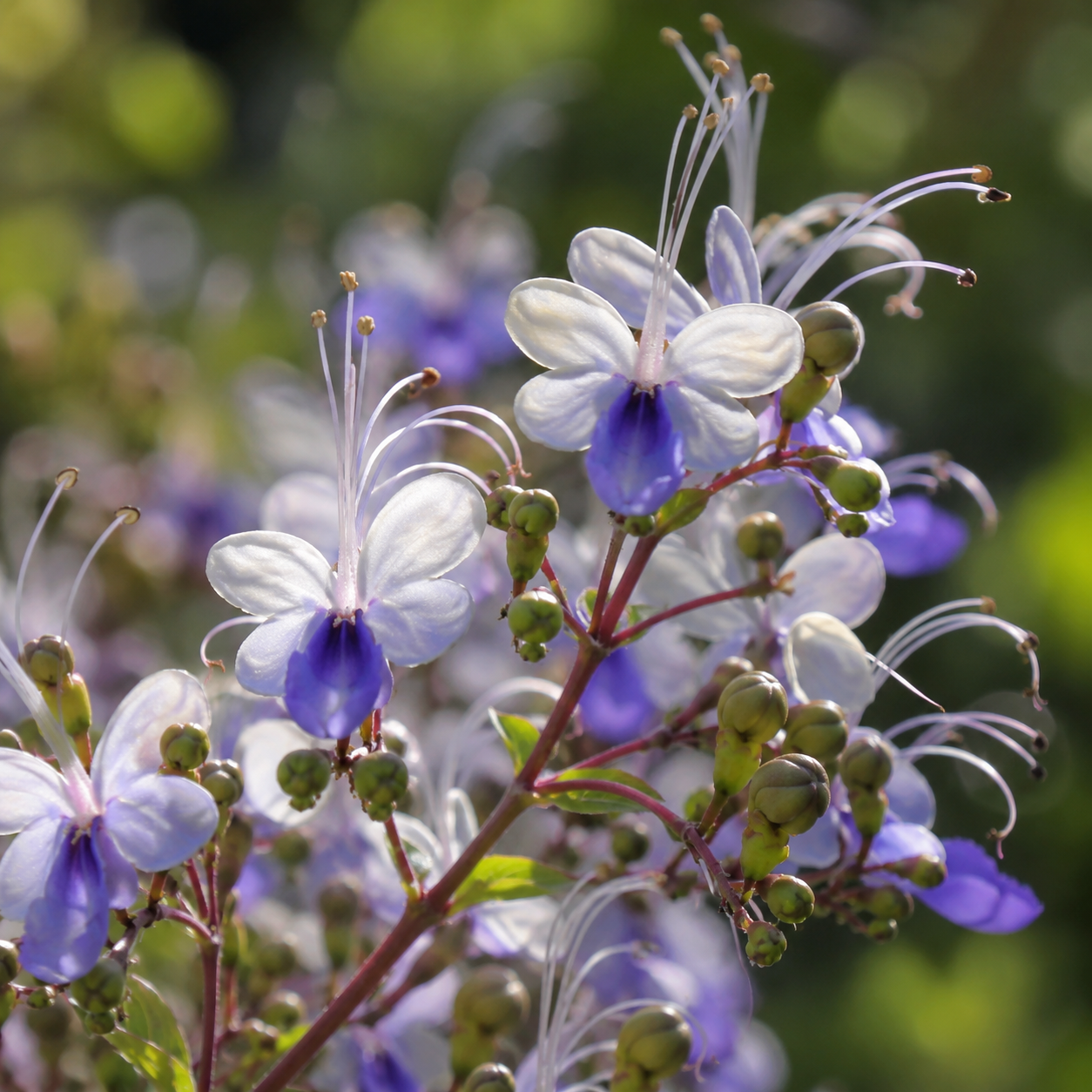 Nasiona grochu motylkowego Premium Blue Butterfly Pea – jadalne, letnie