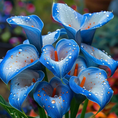 🌷Мистериозната кала Аврора