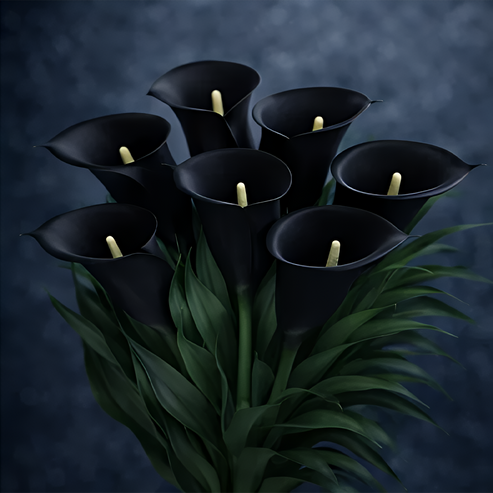 🌷Мистериозната кала Аврора