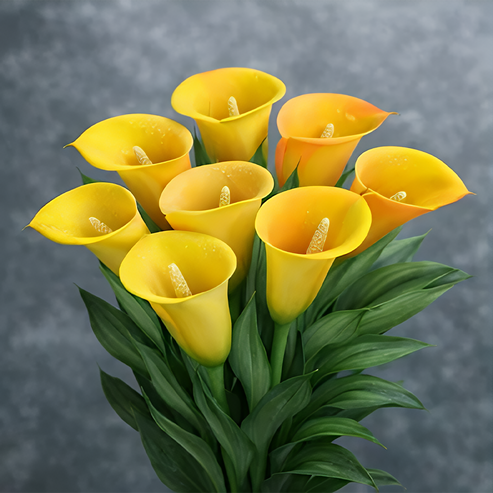 🌷Tajemnicza lilia Aurora Calla