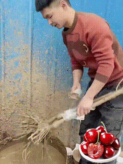Semillas de cereza Chelsea-ES