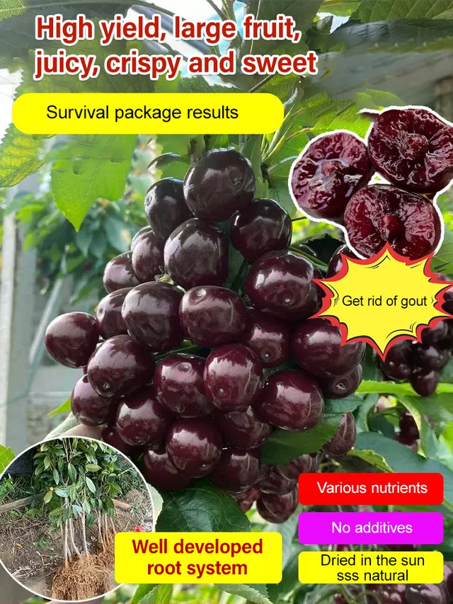 Semillas de cereza Chelsea-ES