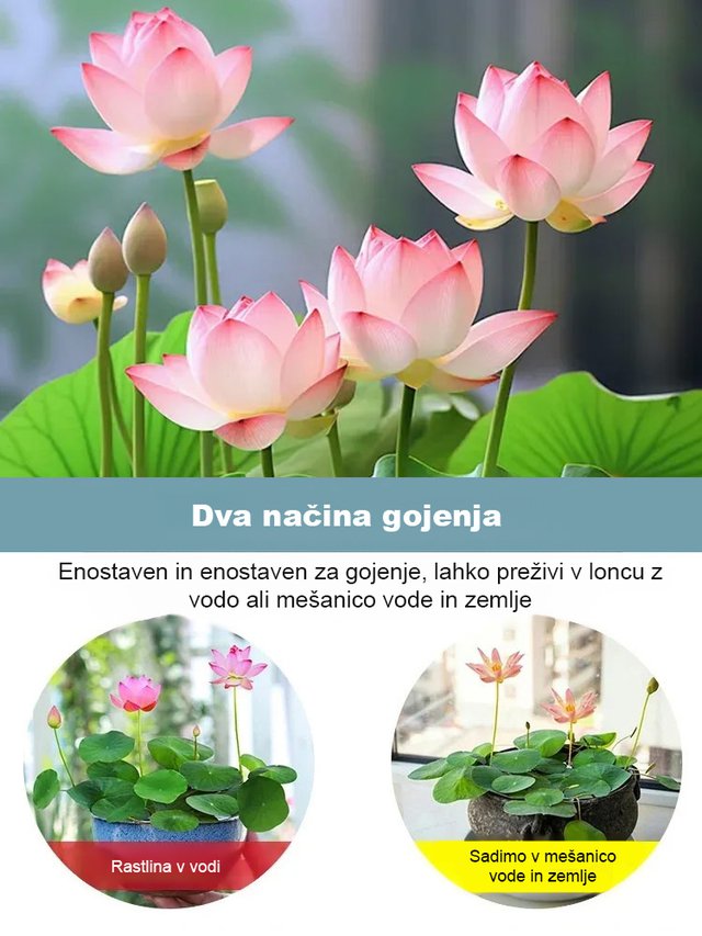 【Pretovarjanje sreče】 Okrasna hidroponska skleda lotos-SI