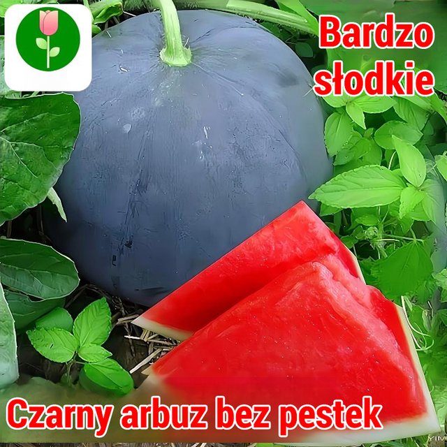 【Słodsze niż miód】Czarne bezpestkowe nasiona arbuza wysokoplennego