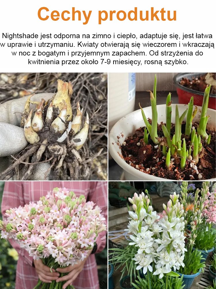 【Bardziej pachnący niż perfumy】Kwiaty tuberozy pachnące na tysiące mil，Kwitnie co roku
