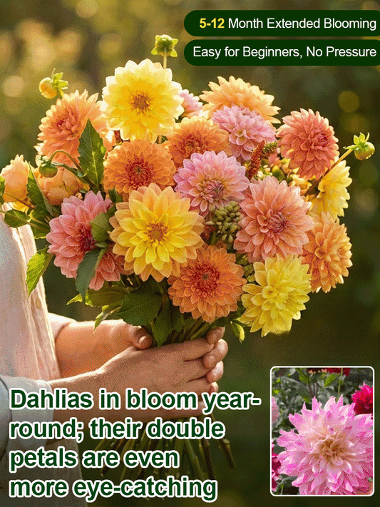 【Base Direct Sales】Four Seasons Blooming Double Dahlia Bulbs-ES