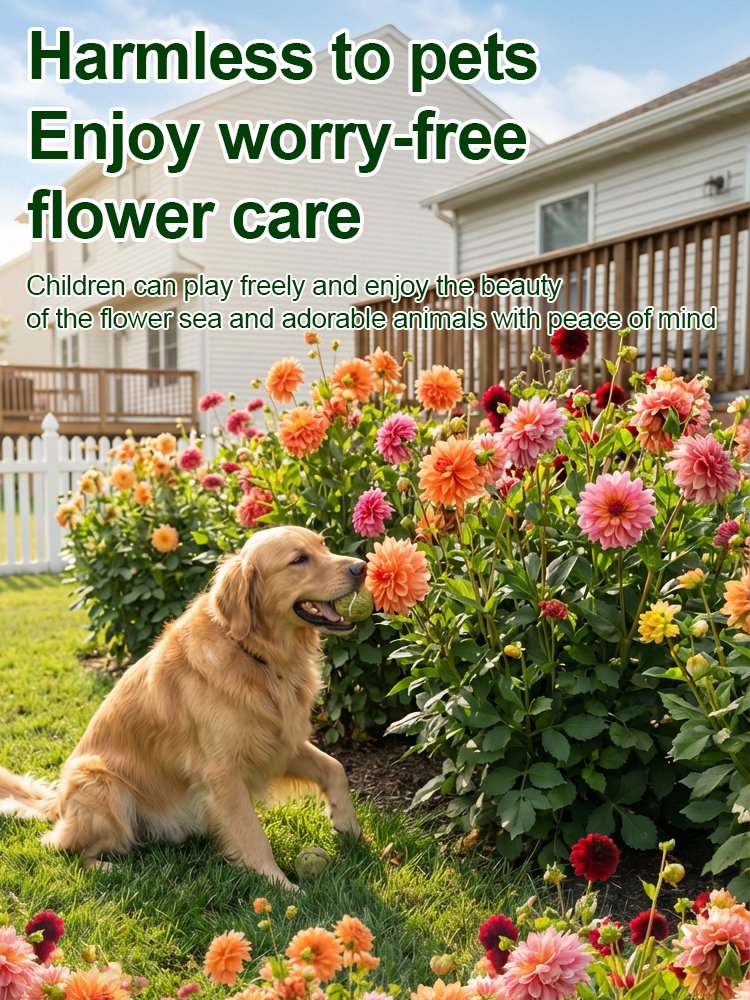 【Base Direct Sales】Four Seasons Blooming Double Dahlia Bulbs-LT