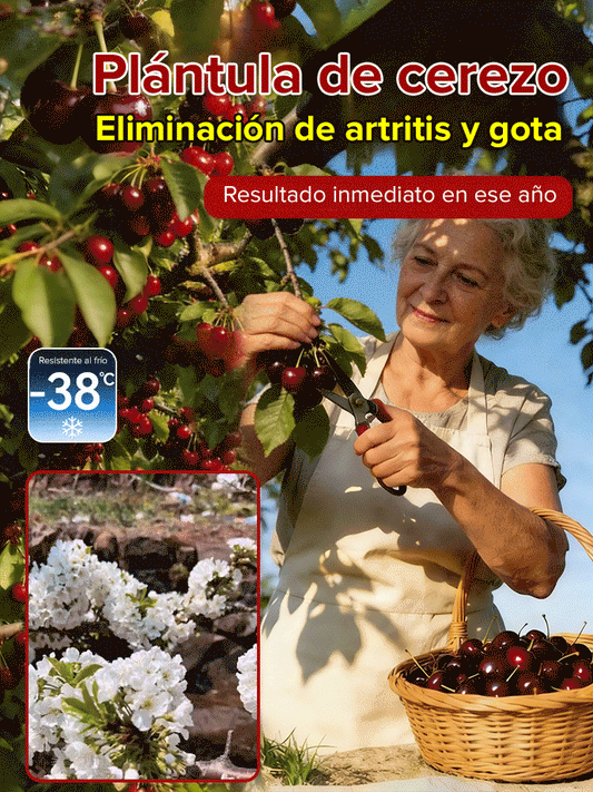 Plántula de cerezo que da frutos el mismo año, fructificación rápida-ES