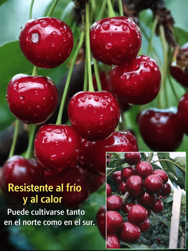 Plántula de cerezo que da frutos el mismo año, fructificación rápida-ES