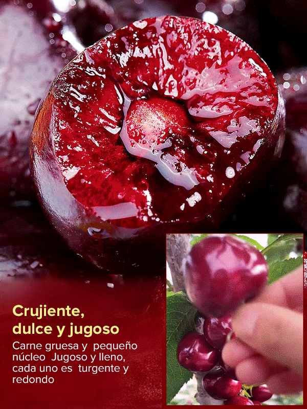 Plántula de cerezo que da frutos el mismo año, fructificación rápida-ES