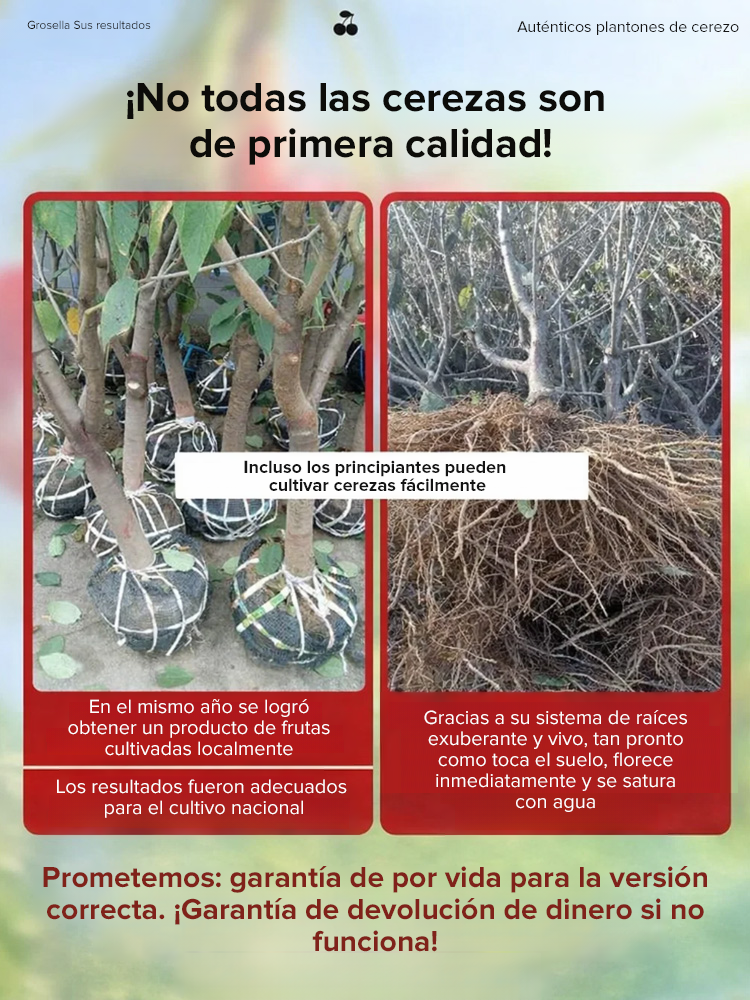 Plántula de cerezo que da frutos el mismo año, fructificación rápida-ES