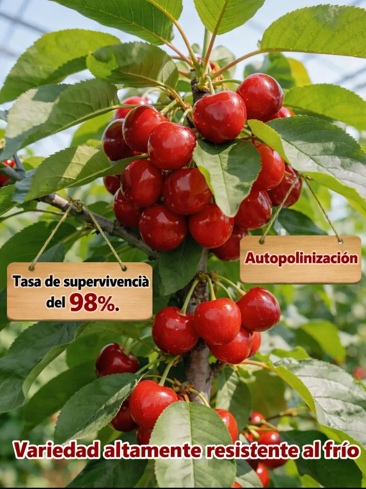 Plántula de cerezo que da frutos el mismo año, fructificación rápida-ES