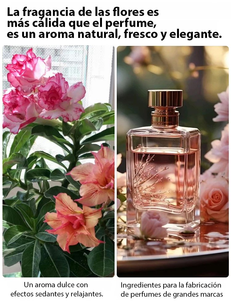 Bulbos de rosa del desierto que viven 100 años si se riegan-ES