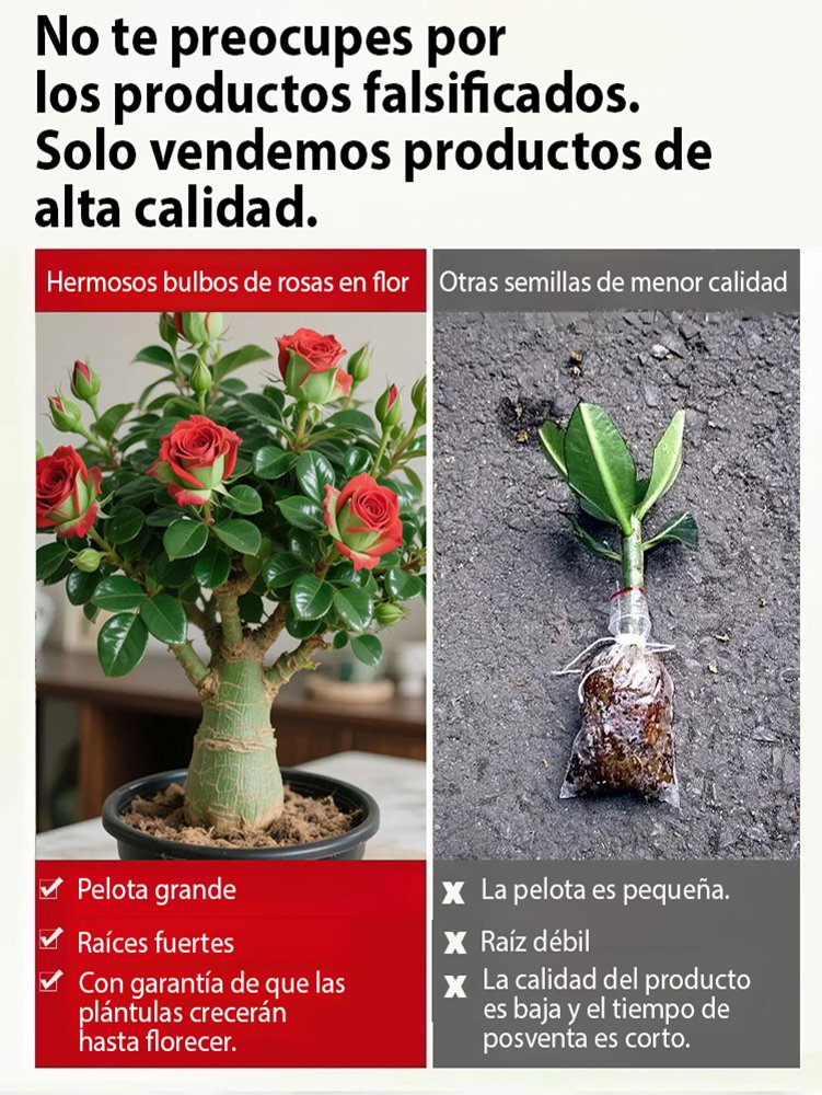 Bulbos de rosa del desierto que viven 100 años si se riegan-ES