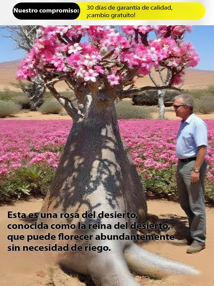 Bulbos de rosa del desierto que viven 100 años si se riegan-ES