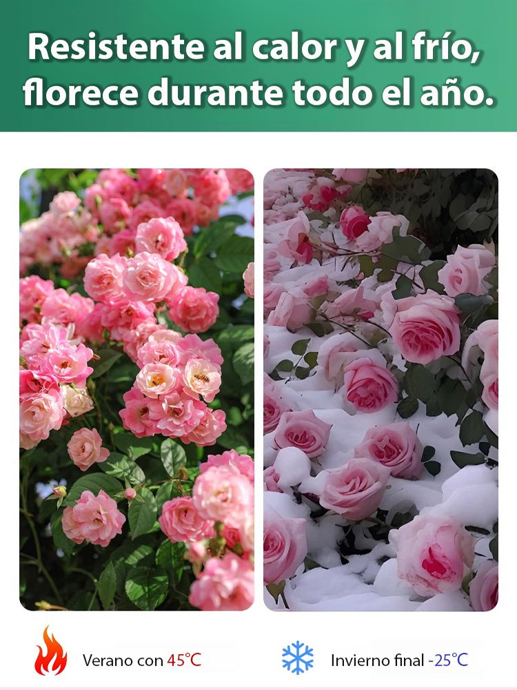 Bulbos de rosa del desierto que viven 100 años si se riegan-ES