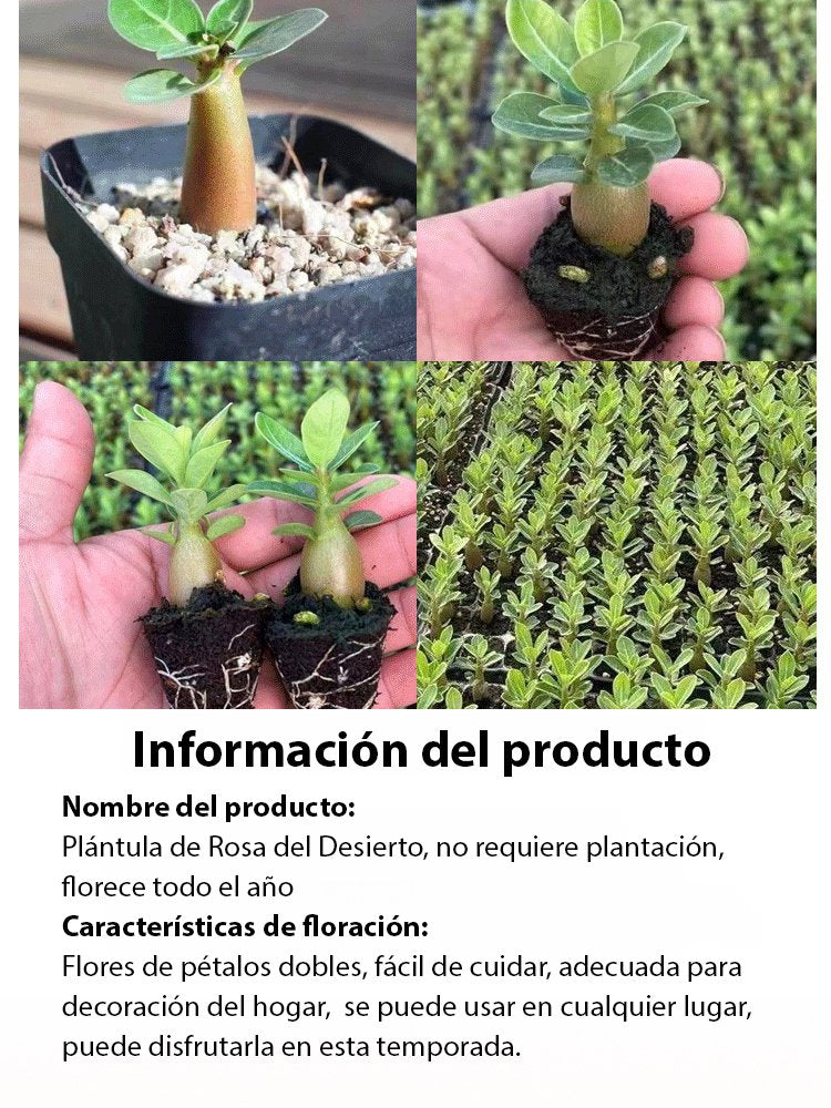 Bulbos de rosa del desierto que viven 100 años si se riegan-ES
