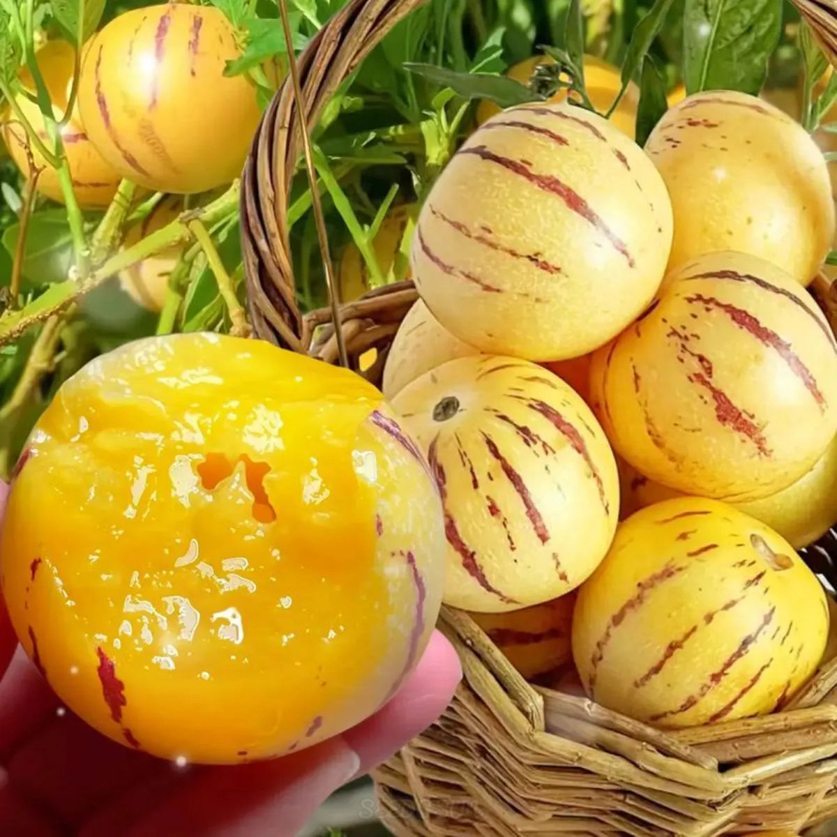🏆 Prodanih več kot 75.000 paketov! 🌿Semena ginsenga - enostavna za gojenje🌱 (Omejen čas: brez gnojil)-SI