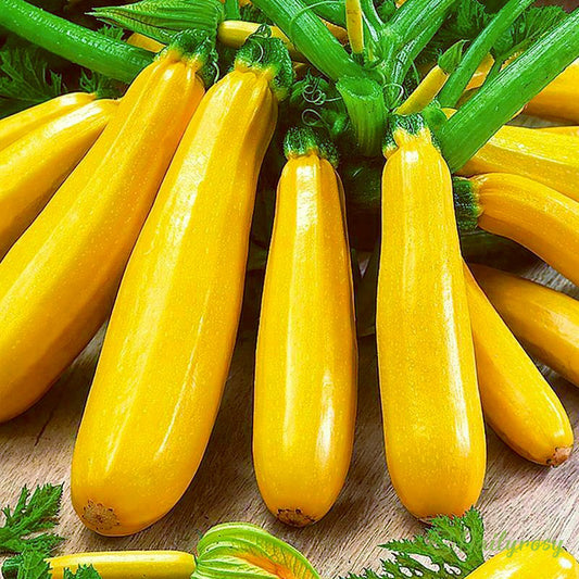 Banane bučke - zlate bučke🌿 Gojijo se lahko v vseh letnih časih-SI
