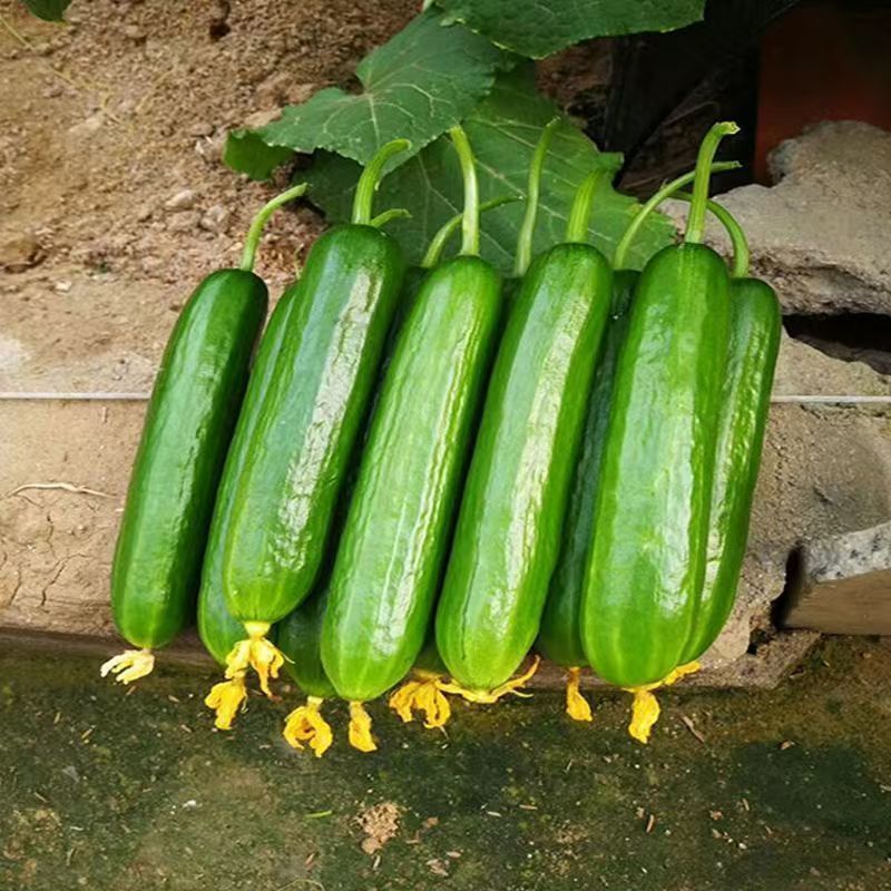 Semena Kumare F1 Superfruit Grozdaste Visoko Donosne