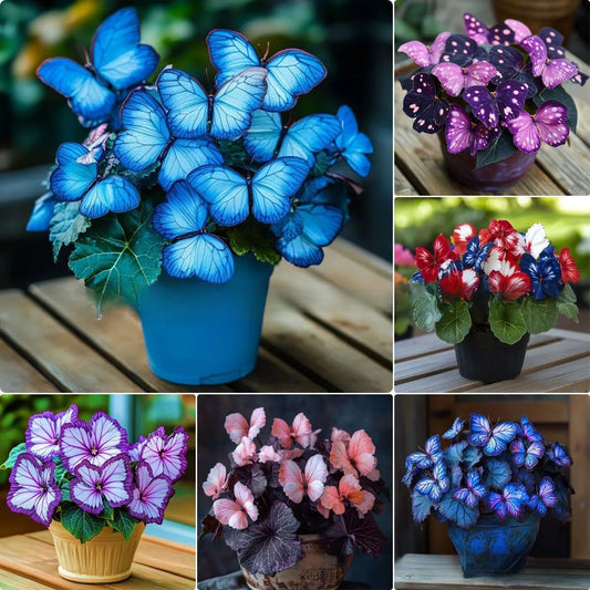 💥 Nuevas Begonias 🦋 Semillas de Begonia Mariposa 🌱 Bonsáis como nunca antes los habías visto-ES