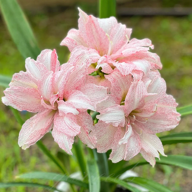 Луковици на амарилис с двоен цвят🌼