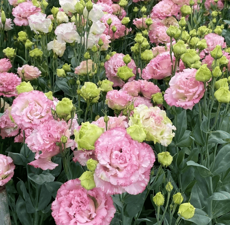 🔥Viimane müügipäev💝Eustoma Thornless Rose💐Lisianthus Seeds-EE