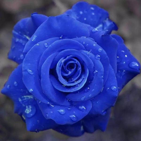💙СЕМЕНА ОТ РОЗА BLUE ECHANTRESS✨