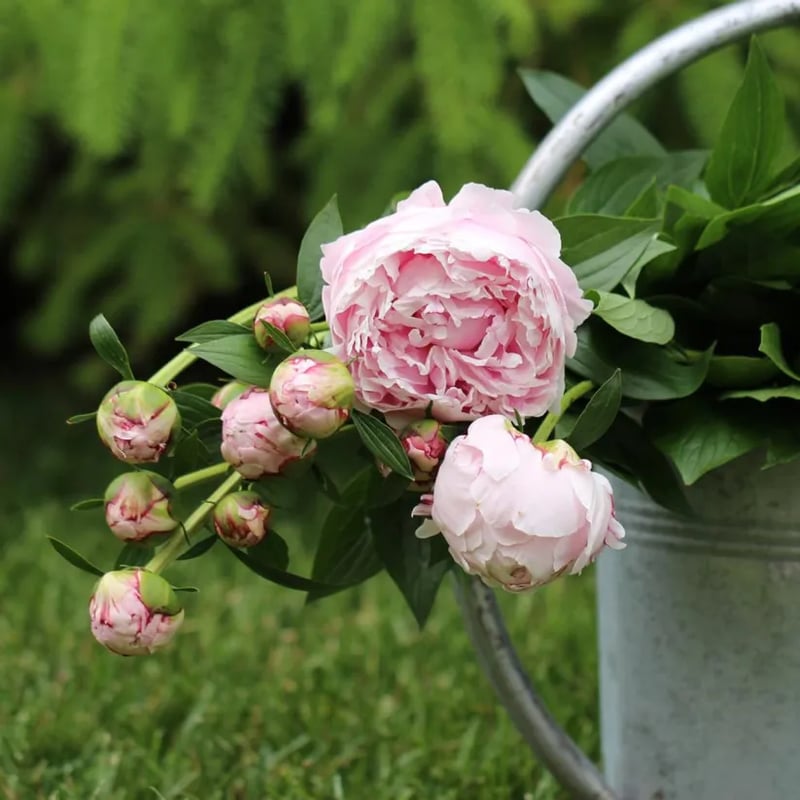 🔥ÚLTIMO DÍA 45% DE DESCUENTO🌺REINA DE LAS FLORES - DOBLE ESPUMA-ES