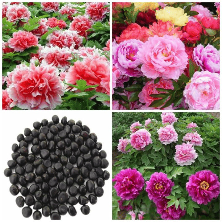 🔥ÚLTIMO DÍA 45% DE DESCUENTO🌺REINA DE LAS FLORES - DOBLE ESPUMA-ES