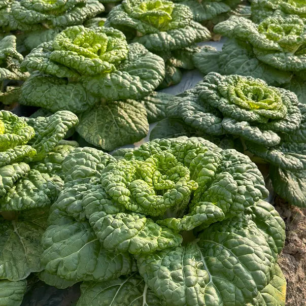 Семена от Brassica Narinosa (WuTat Choy)