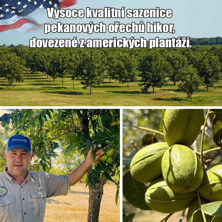 Americké importované sadenice pekanových orechov-SK
