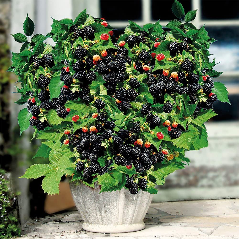 🍇🌿 Semená moruše – jednoduché pestovanie doma 🌱 Predaných už viac ako 10 000 balení semien🏆🏆-SK🏆