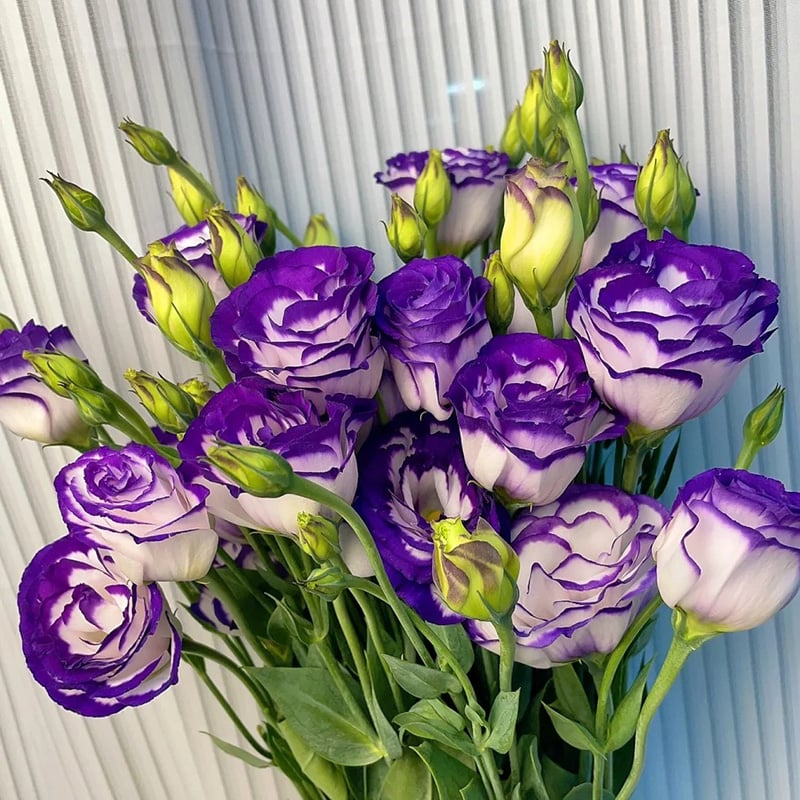 🔥Viimane müügipäev💝Eustoma Thornless Rose💐Lisianthus Seeds-EE